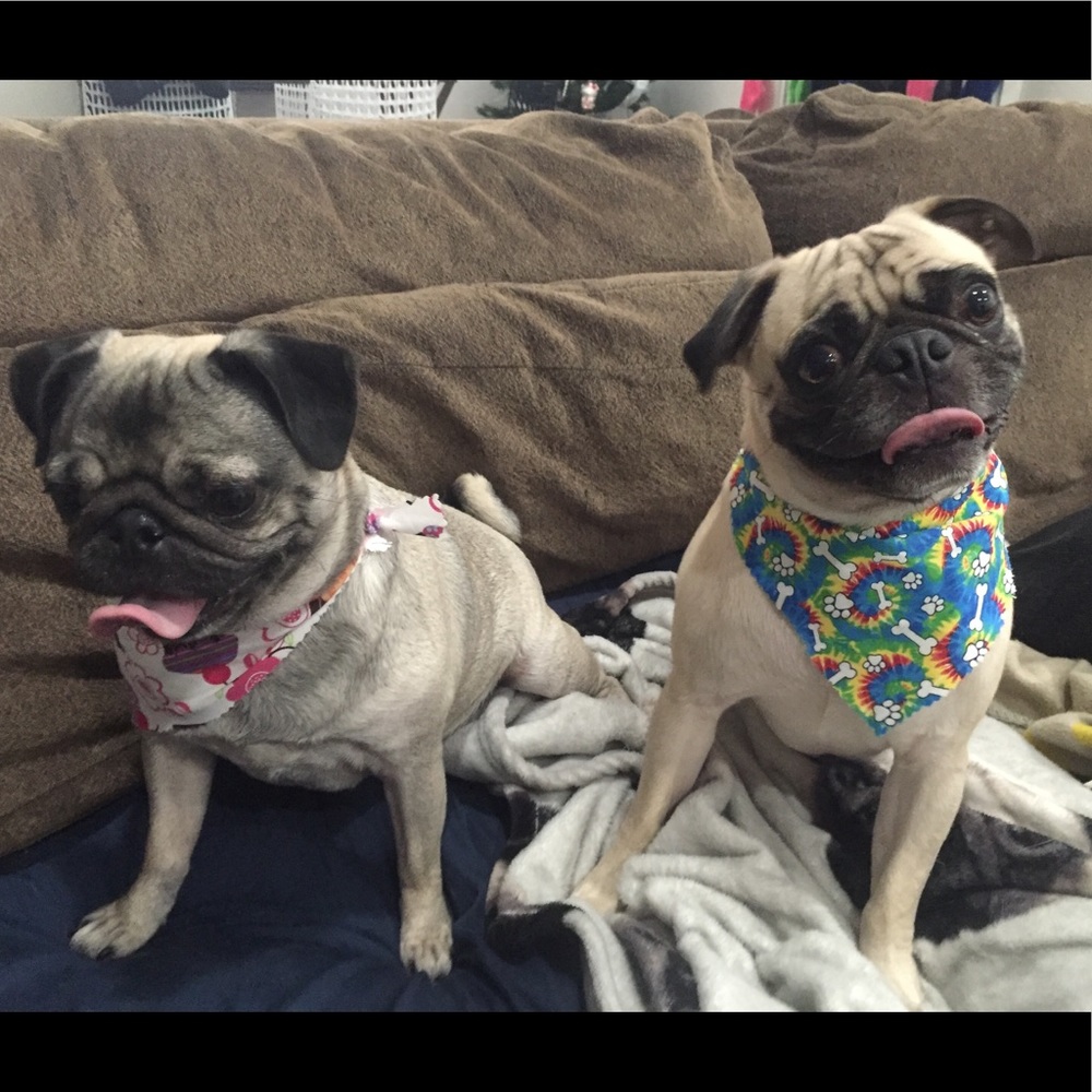 Meet your Posher, Luis